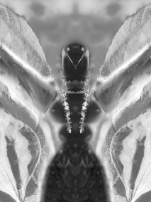 Permutation III